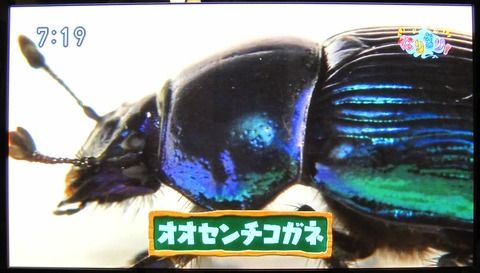 20180714なりきりむーにゃん生き物学園
