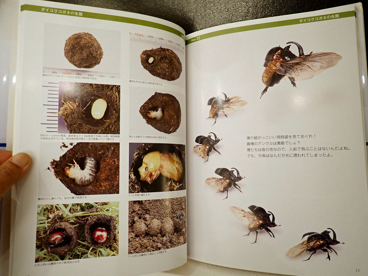 むし社の『日本のダイコクコガネの仲間』(ちょっと宣伝③) : むしむし