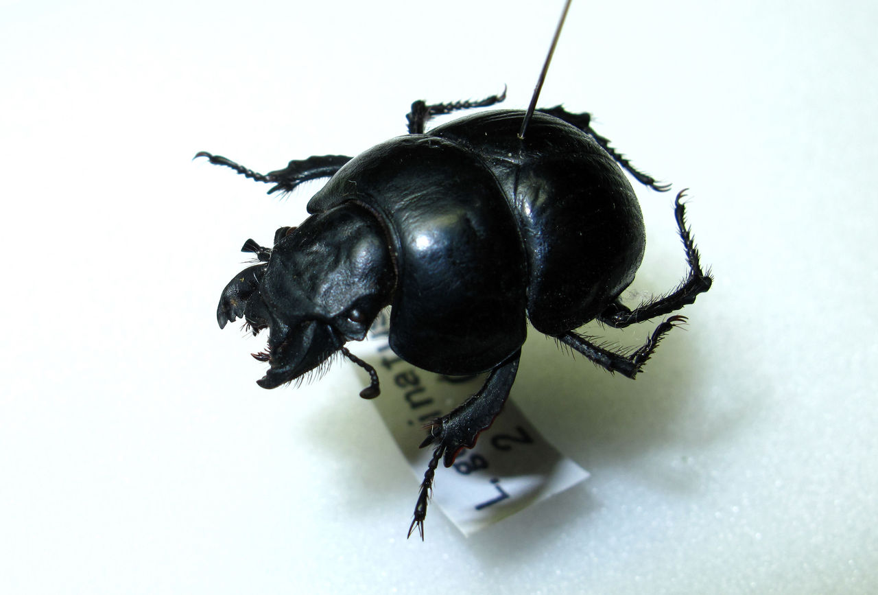 オオキバセンチコガネ（Lethrus属）の大顎 : むしむしブログ