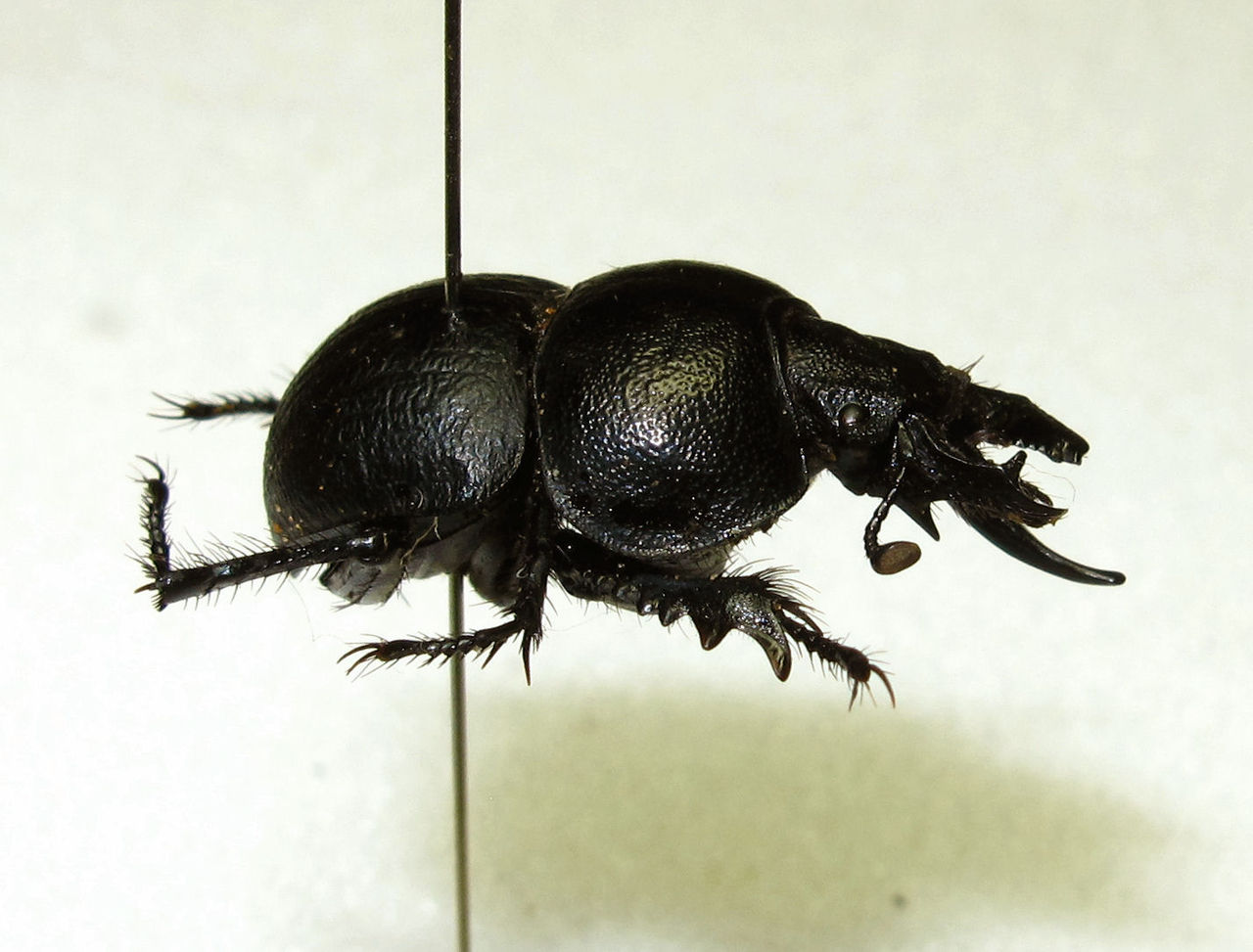 オオキバセンチコガネ（Lethrus属）の大顎（2） : むしむしブログ