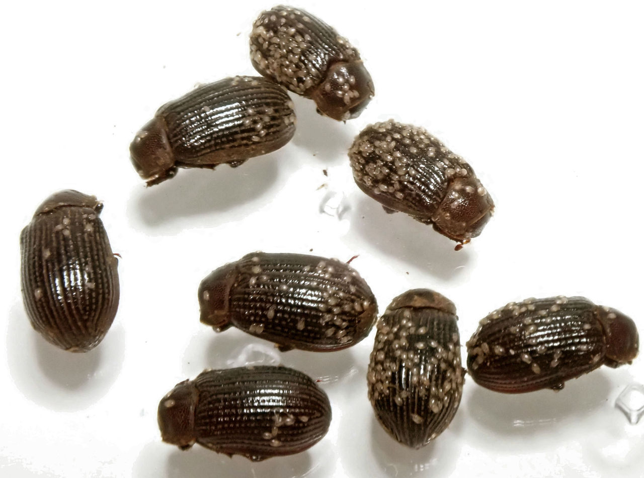 19年10月 むしむしブログ