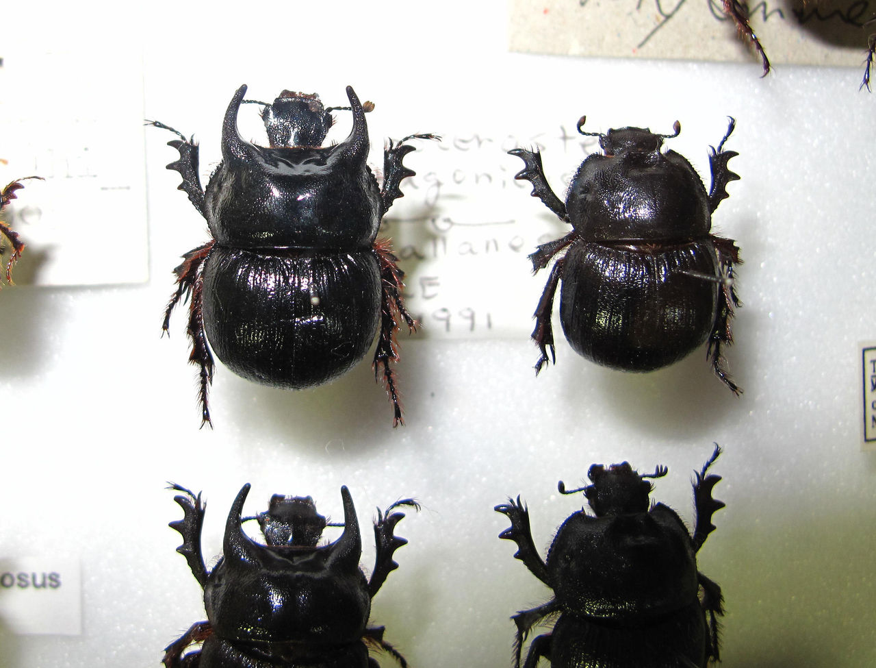 やっちまったー、高値掴み : むしむしブログ