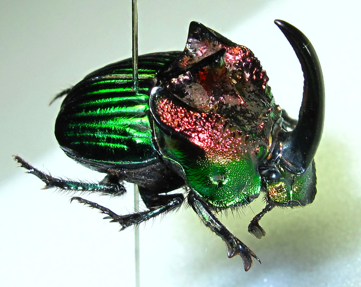 もはや芸術！ファナエウス・トリデンス（メキシコ） : むしむしブログ