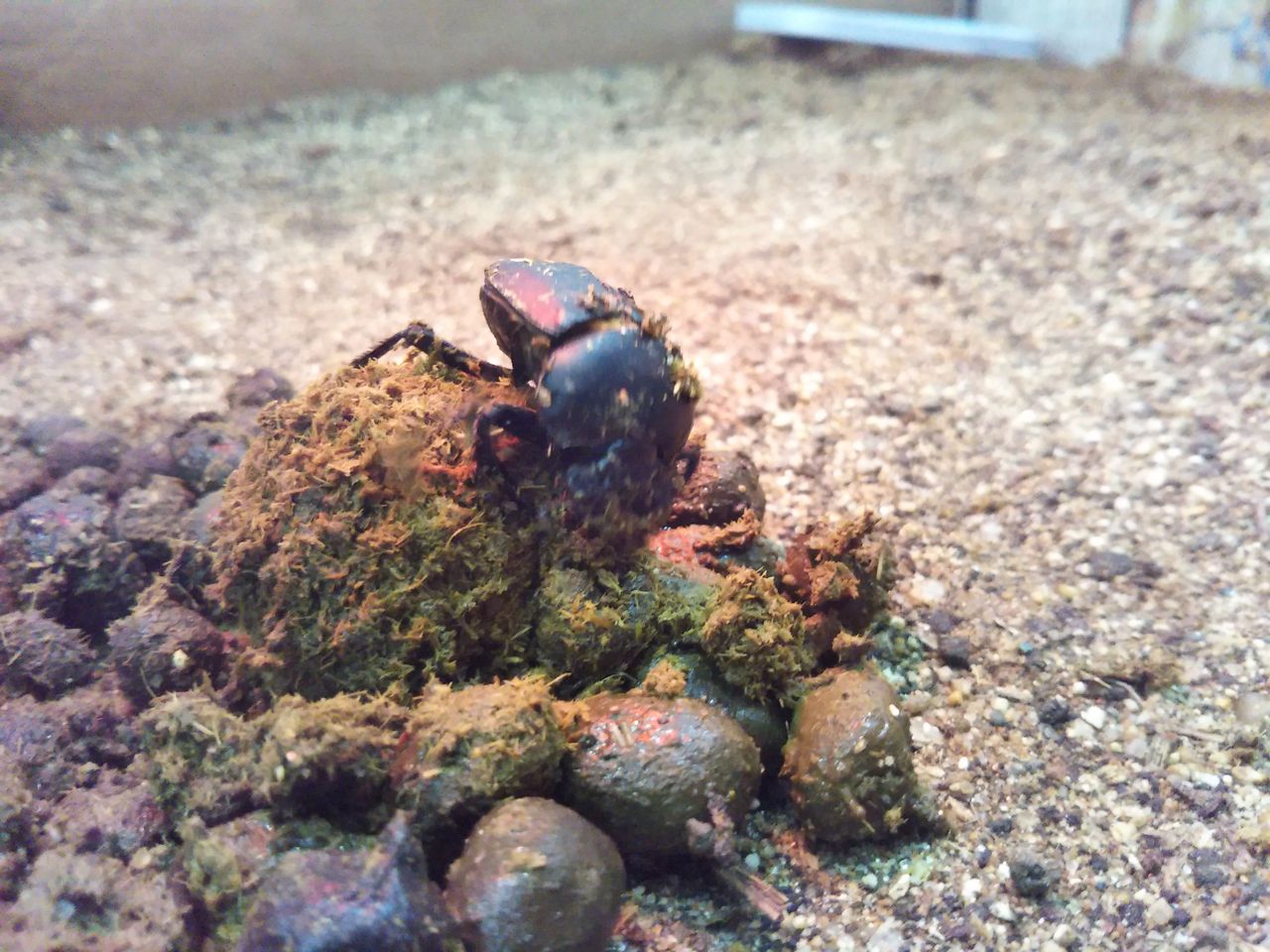 タマオシコガネ、順調です。 : むしむしブログ