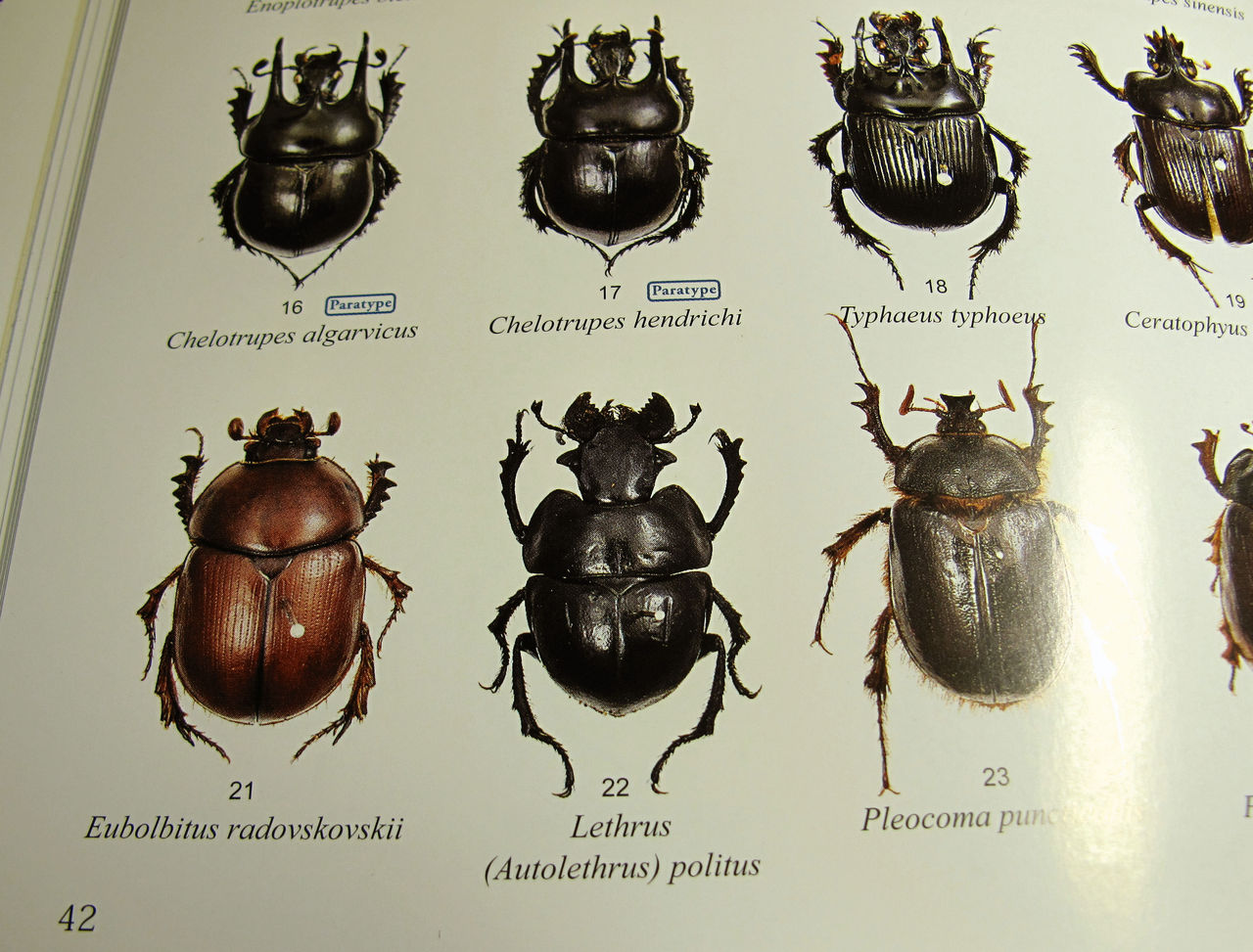 オオキバセンチコガネ（Lethrus属）の大顎 : むしむしブログ