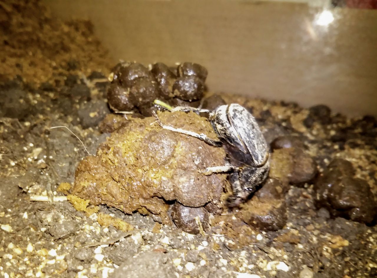 フンコロガシが糞虫館に到着 むしむしブログ フンコロガシが糞虫館に到着 むしむしブログ