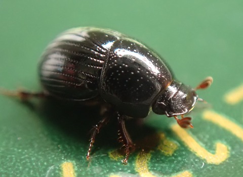 P9220153マルツヤマグソコガネ