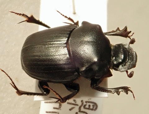 P2130851-2カドマルエンマコガネ