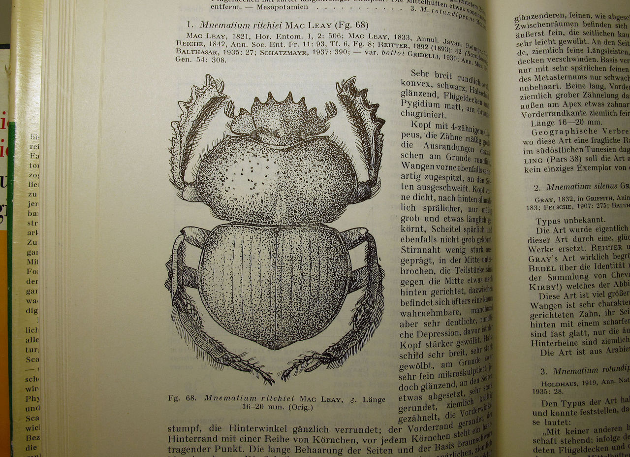 やままゆ書房で糞虫の本を購入 むしむしブログ