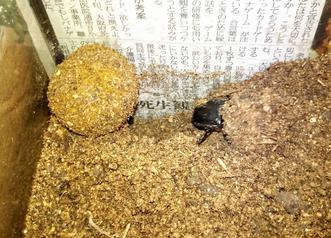 タマオシコガネ、順調です。 : むしむしブログ