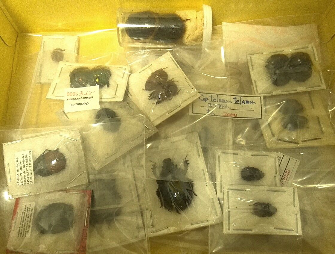 糞虫標本の買い方・選び方 : むしむしブログ