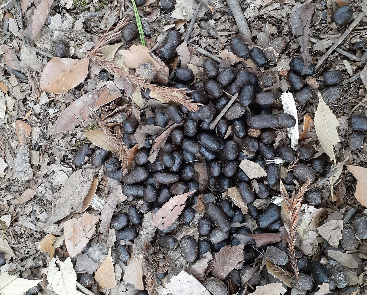 糞虫は本当に奈良公園のシカ糞の掃除屋か 冬 むしむしブログ