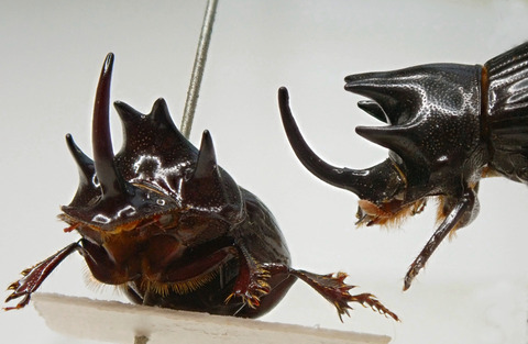 P5200051-1 ゴホンダイコクコガネ♂