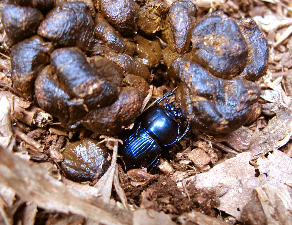 奈良公園の糞虫観察記録4/16 : むしむしブログ
