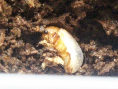 IMG_20190625_200216~2