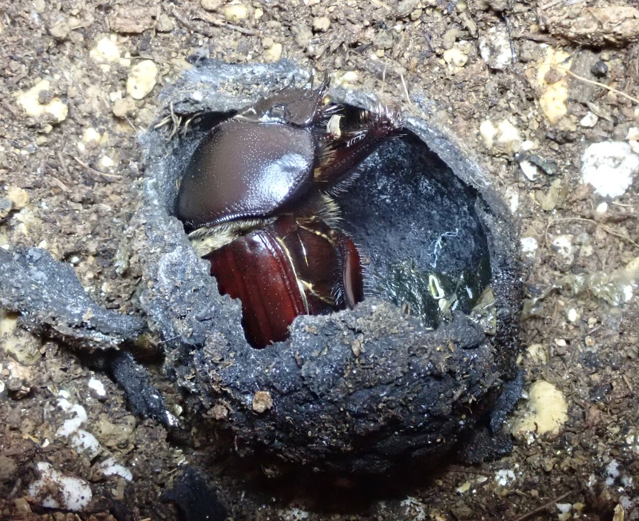 フンコロガシの新成虫がフン転がしました！ : むしむしブログ