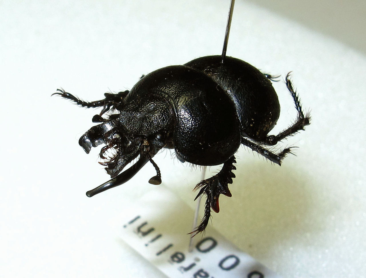 オオキバセンチコガネ（Lethrus属）の大顎（2） : むしむしブログ