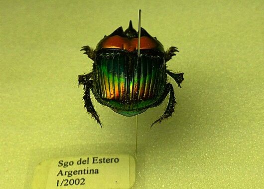 ロボットみたいなエンマコガネ ロボットみたいなエンマコガネ 【公式通販】