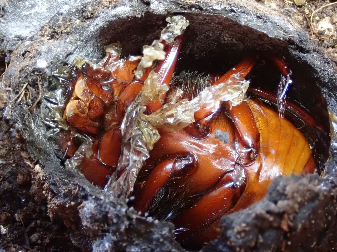 中学の時作ったフンコロガシ 中学の時作ったフンコロガシ