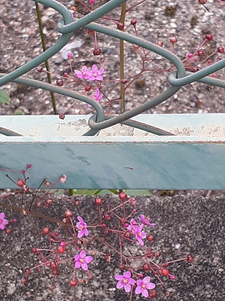 植物と動物 ニュース逆さ読み