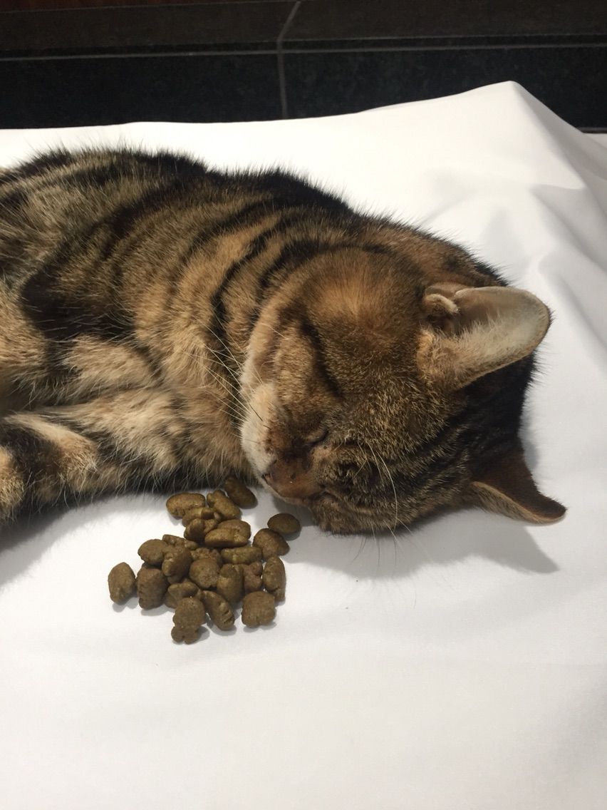 猫って死んだら耳がぴーんって立つんだな 彼の名はスパイだが猫なので誰の指図も受け付けない