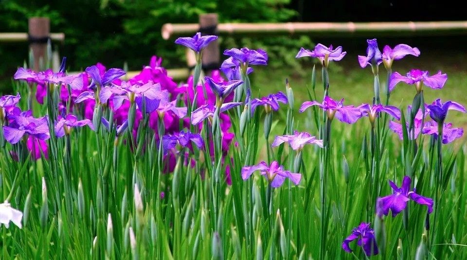 五月五日は 菖蒲の節句 または 端午の節句 Youま Note To Self 五月五日は 菖蒲の節句 または 端午の節句 Youま Note To Self
