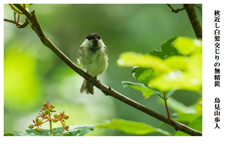 秋近し こんな写真 詠んでみた 秋近し こんな写真 詠んでみた