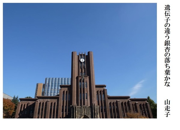 遺伝子の違う銀杏の落ち葉かな