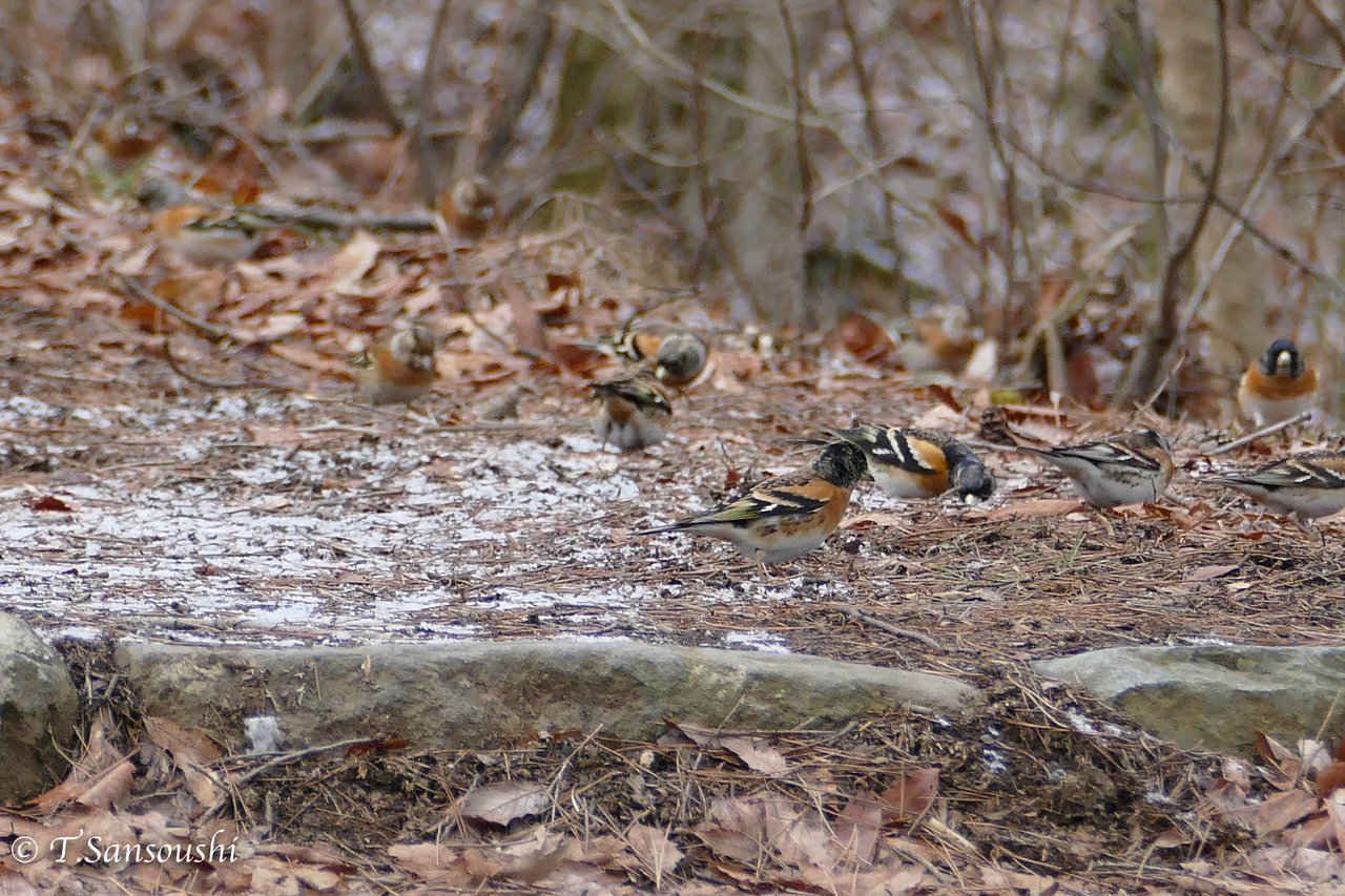 春の鳥 こんな写真 詠んでみた