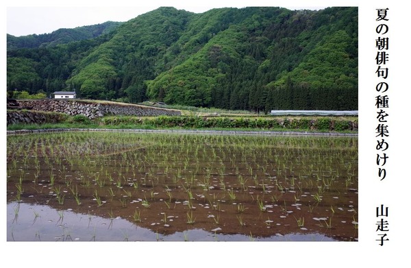 夏の朝俳句の種を集めけり