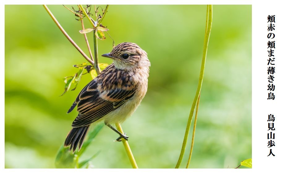 頬赤 ほおあか こんな写真 詠んでみた