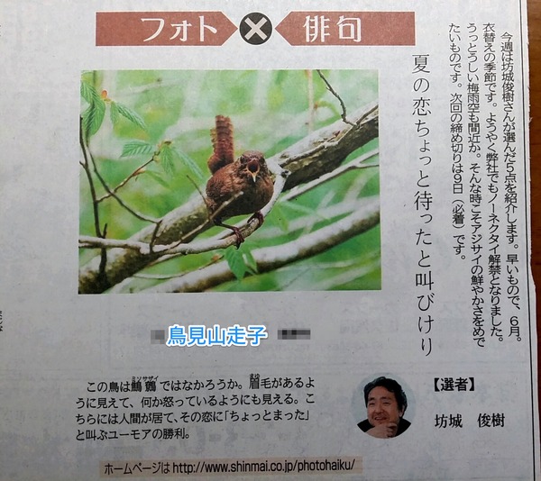 夏の恋ちょっと待ったと叫びけり