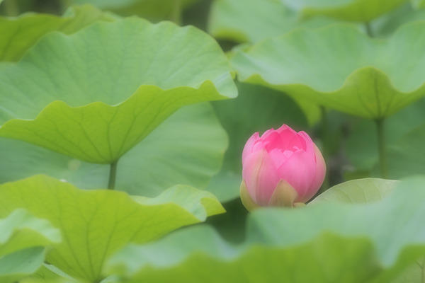 20118-07-06 蓮 (1 - 1)-5