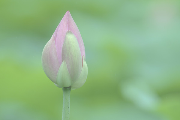 20118-07-06 蓮 (1 - 1)-9