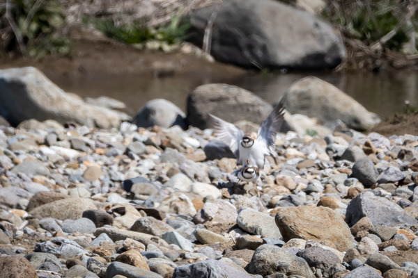 2019.03.27 鳥交る (1 - 1)-2