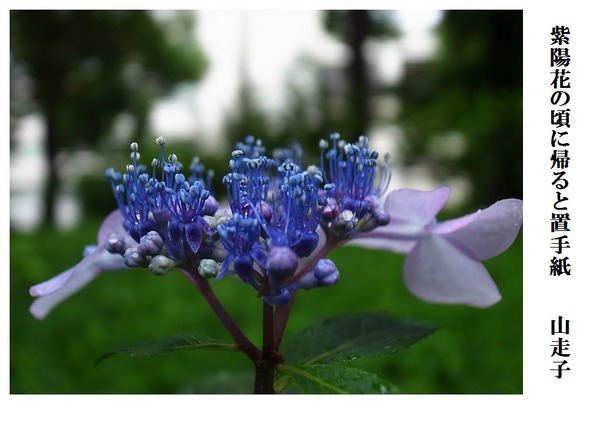 紫陽花の頃に帰ると置手紙
