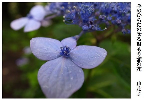 手のひらにのせる温もり額の花