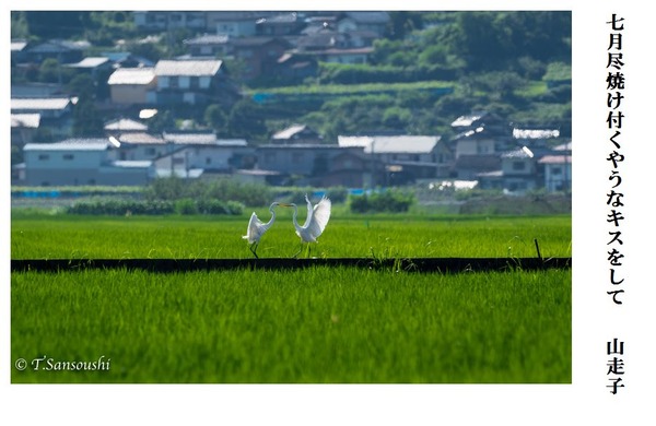 しちがつじんやけつくようなきすをして