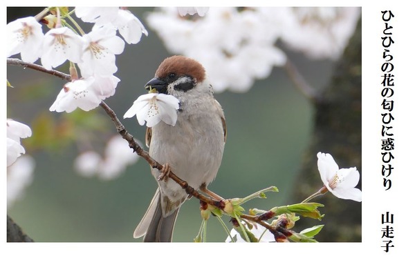 ひとひらの花の匂ひに惑ひけり