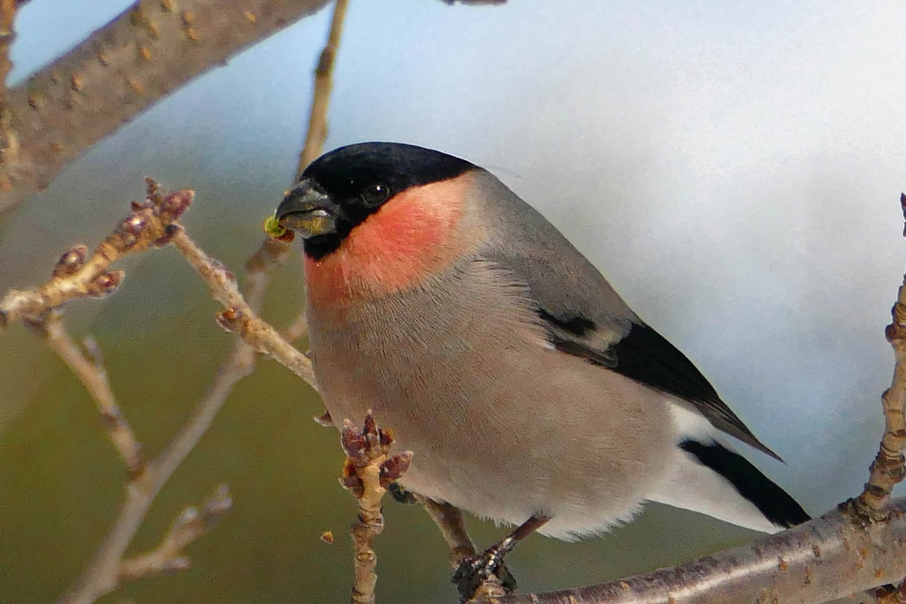 ウソ こんな写真 詠んでみた ウソ こんな写真 詠んでみた