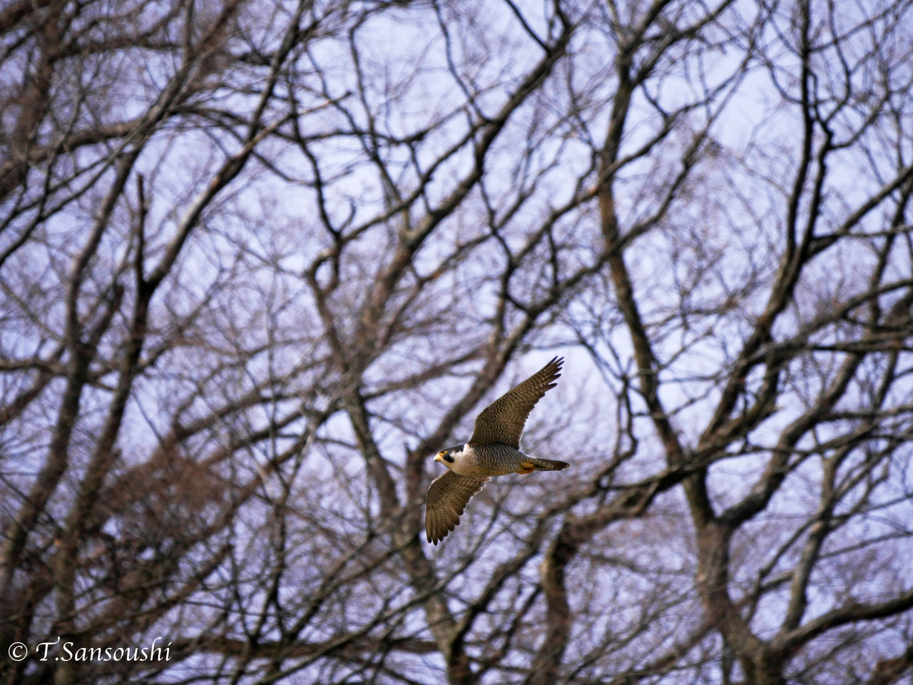 鳴鳥狩 こんな写真 詠んでみた