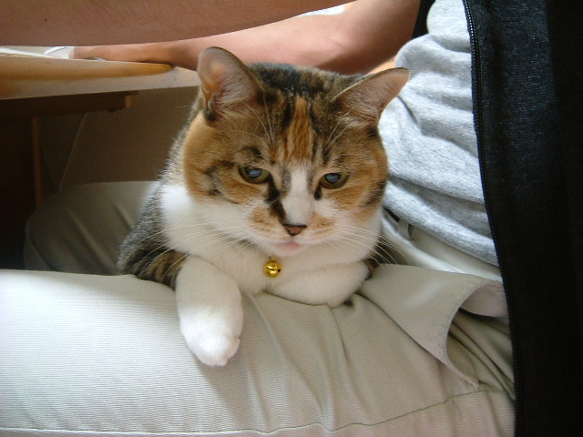 寂しいです 英語