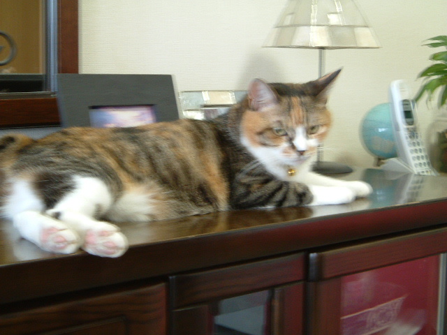 Weekend Guest 67人目 アメリカ留学を終えて 松岡昇の毎日が英語レッスン