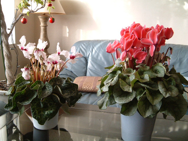 今日の英語 Cyclamen シクラメン 松岡昇の毎日が英語レッスン