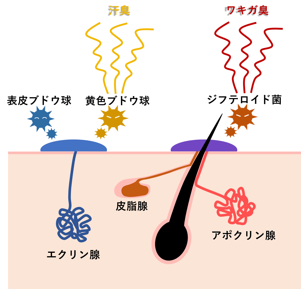 基礎知識 汗が臭い理由と対策 脇汗総合研究所