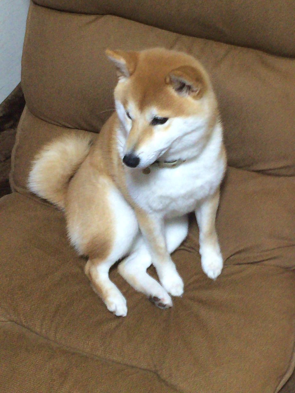 犬スレ イッヌ 嘲笑う 画像 Nndm Jまとめ