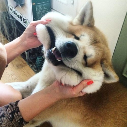 朗報 新しいイーヌが発見されるwwwwww Nndm Jまとめ