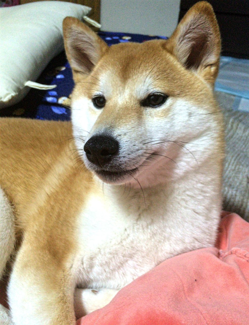 犬スレ イッヌ 嘲笑う 画像 Nndm Jまとめ