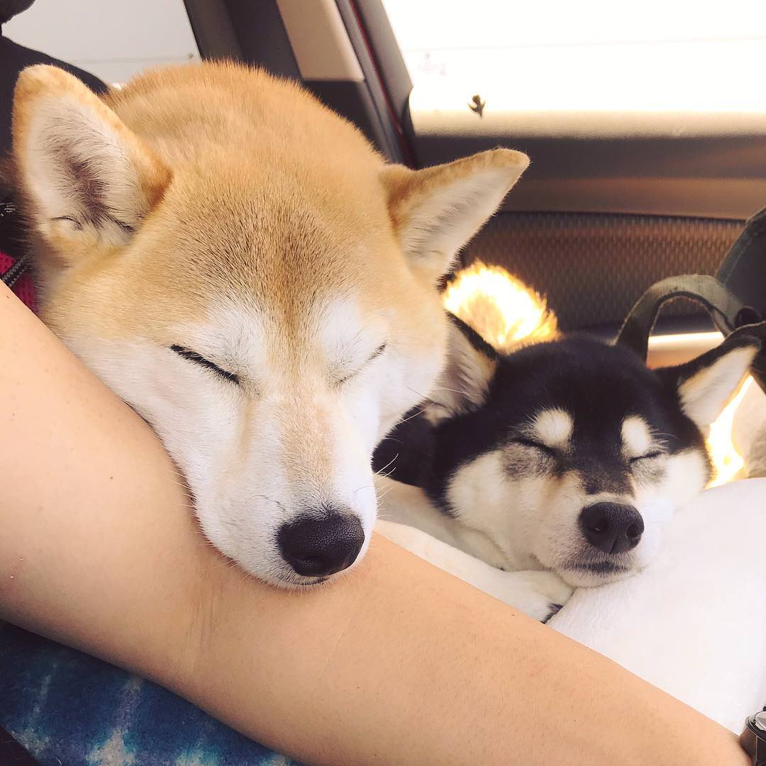 朗報 新しいイーヌが発見されるwwwwww Nndm Jまとめ