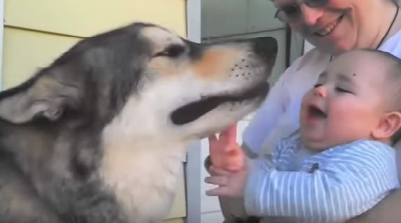 犬のまねをしている赤ちゃん それとも犬まね Me Barber 犬のまねをしている赤ちゃん それとも犬まね Me Barber